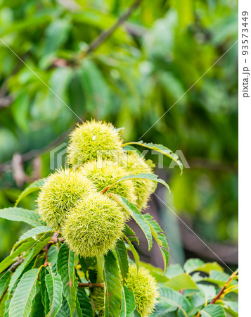 真夏の農の景色　大きくなったまだ青いイガグリ 93573449