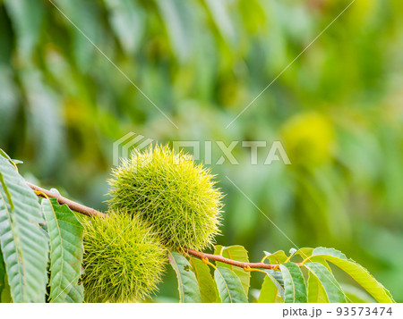 真夏の農の景色 大きくなったまだ青いイガグリ 真夏の農の景色 大きくなったまだ青いイガグリ 93573474