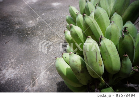 cluster of bananas, Pisang Awak banana, Sugar Banana, monkey banana  93573494