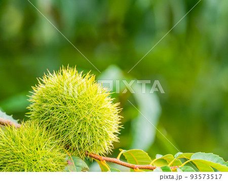 真夏の農の景色 大きくなったまだ青いイガグリ 真夏の農の景色 大きくなったまだ青いイガグリ 93573517