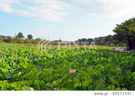 【新潟県上越市】高田城址公園の蓮と外堀の赤い橋 【新潟県上越市】高田城址公園の蓮と外堀の赤い橋 93573547