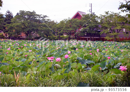 【新潟県上越市】高田城址公園の蓮 93573556