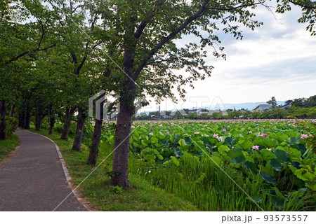 【新潟県上越市】高田城址公園の蓮 【新潟県上越市】高田城址公園の蓮 93573557