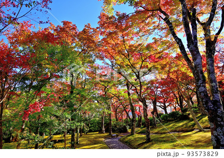 箱根美術館紅葉 93573829