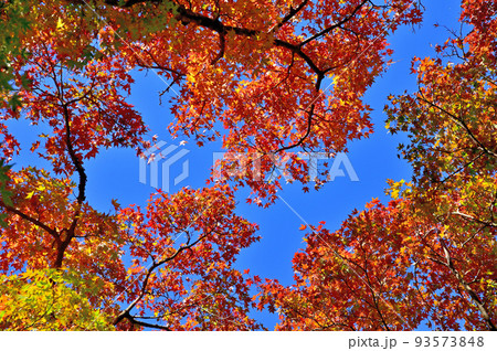 箱根美術館紅葉 93573848