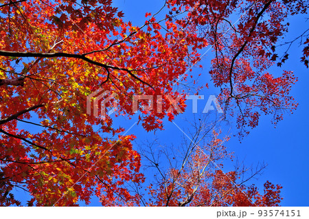 箱根美術館紅葉 箱根美術館紅葉 93574151