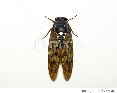 白バックのアブラゼミ 93574430