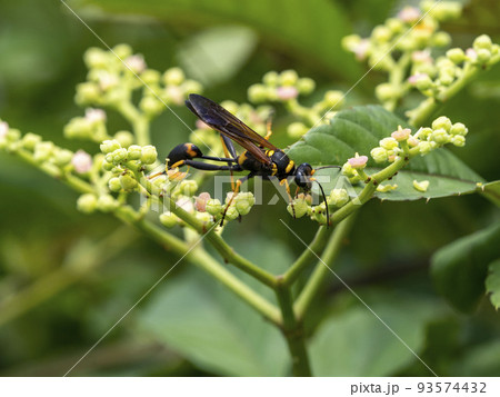 ヤブガラシの花にとまるアメリカジガバチ 93574432