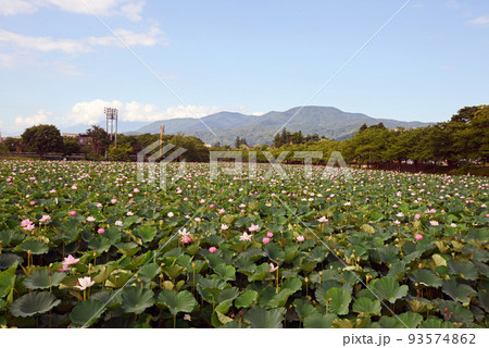 【新潟県上越市】高田城址公園の蓮と野球場 【新潟県上越市】高田城址公園の蓮と野球場 93574862