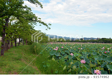 【新潟県上越市】高田城址公園の蓮 【新潟県上越市】高田城址公園の蓮 93574962