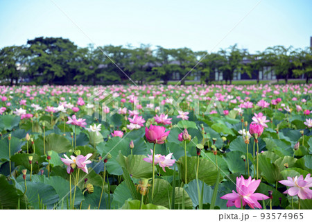 【新潟県上越市】高田城址公園の蓮 【新潟県上越市】高田城址公園の蓮 93574965