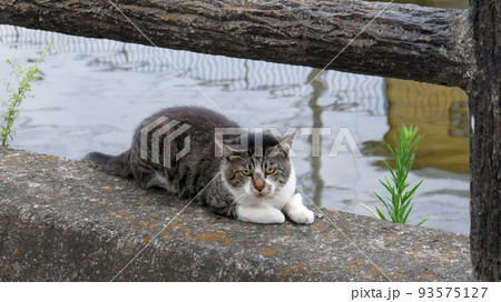 早朝の川辺で寝そべって休んでいる猫 早朝の川辺で寝そべって休んでいる猫 93575127