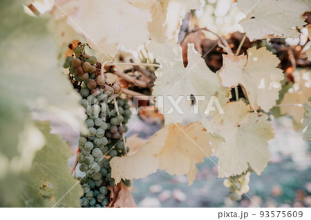 Ripe grape bunch among grapevine leaves at vineyard in warm sunset sunlight. Beautiful clusters of ripening grapes. Winemaking and organic fruit gardening. Close up. Selective focus. Ripe grape bunch among grapevine leaves at vineyard in warm sunset sunlight. Beautiful clusters of ripening grapes. Winemaking and organic fruit gardening. Close up. Selective focus. 93575609