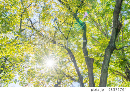 清瀧神社　浦安三社　ケヤキ　境内 93575764