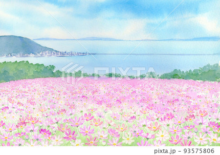 志賀島と海の中道が見える能古島のコスモスの風景画 93575806