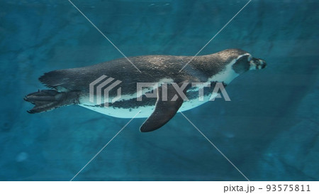 周南市徳山動物園のフンボルトペンギン 周南市徳山動物園のフンボルトペンギン 93575811