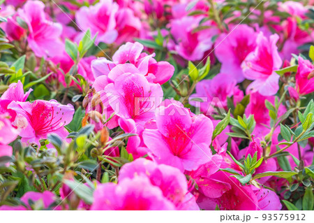 【素材】沖縄のツツジの花 【素材】沖縄のツツジの花 93575912