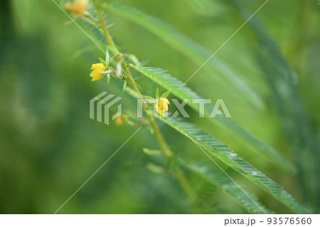 薬草・カワラケツメイ(河原決明)の花 薬草・カワラケツメイ(河原決明)の花 93576560