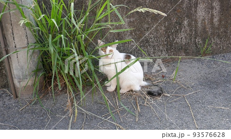 早朝の川辺で草の間からこちらをのぞいている猫 早朝の川辺で草の間からこちらをのぞいている猫 93576628