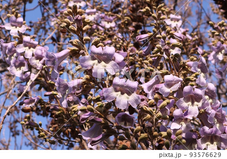 初夏に咲いて満開になった紫色の桐(キリ)の花 初夏に咲いて満開になった紫色の桐(キリ)の花 93576629