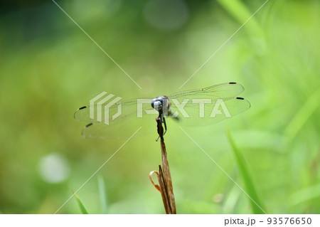 シオカラトンボ（塩辛蜻蛉）の♂ 93576650