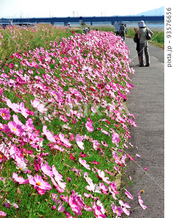 秋のコスモスロードに咲くコスモスの花。 93576656