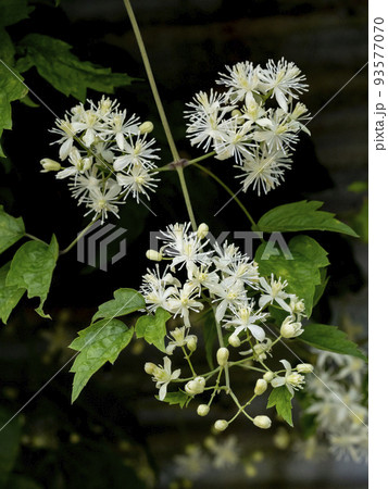 ボタンヅルの白い花 ボタンヅルの白い花 93577070