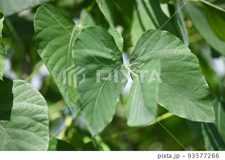 耐暑性が強いムクナ豆の葉 93577266