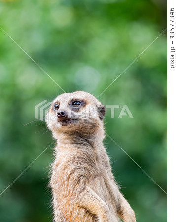 可愛く楽しいミーアキャットの姿　見張り番 93577346