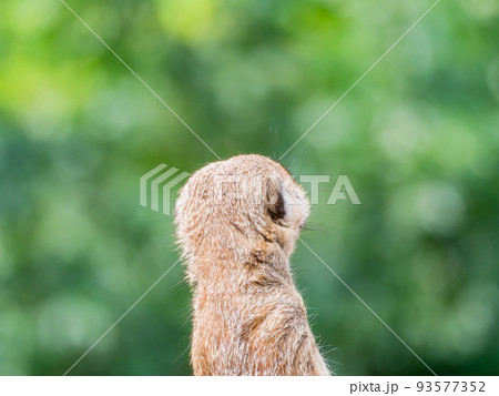 可愛く楽しいミーアキャットの姿　見張り番 93577352