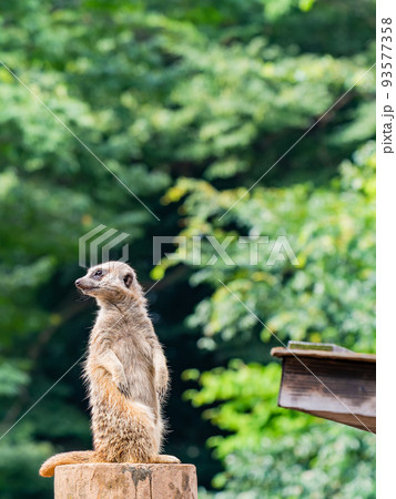 可愛く楽しいミーアキャットの姿　見張り番 93577358