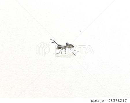 ワンポイントペイント　あり1匹 93578217