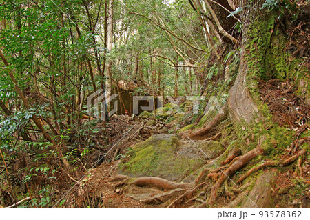 愛知県・新城市・乳岩峡ハイキングコースの景色 93578362