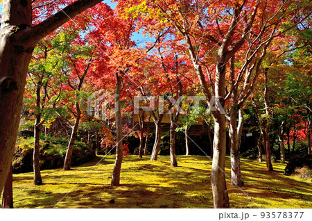 箱根美術館紅葉 93578377