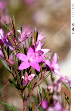 Vibrant pink star shaped flowers of the Australian native waxflower Crowea exalata, family Rutaceae. Evergreen shrub endemic to Victoria, flowers summer, autumn and winter. 93578386