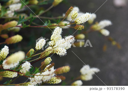 Cream yellow flowers of the Australian native Catkin Grevillea, Grevillea synapheae, family Proteaceae. Endemic to heathland of South West Western Australia. Shape of the inflorescence looks like a ca 93578390