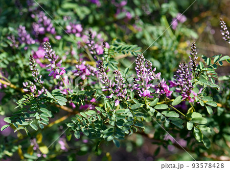 Pink purple flowers and buds of Australian native Indigo, Indigofera australis, family Fabaceae. Widespread in woodland and open forest in New South Wales, Queensland, Victoria, SA, WA and Tasmania. Pink purple flowers and buds of Australian native Indigo, Indigofera australis, family Fabaceae. Widespread in woodland and open forest in New South Wales, Queensland, Victoria, SA, WA and Tasmania. 93578428