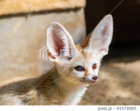 大きな耳のかわいいフェネック 大きな耳のかわいいフェネック 93578965