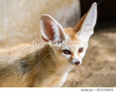 大きな耳のかわいいフェネック 大きな耳のかわいいフェネック 93578969
