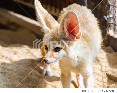 大きな耳のかわいいフェネック 大きな耳のかわいいフェネック 93578976