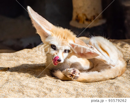 大きな耳のかわいいフェネック　痒い痒い 93579262