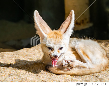 大きな耳のかわいいフェネック　あくび 93579531