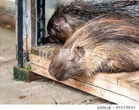 ヤマアラシのお昼寝タイム 93579633