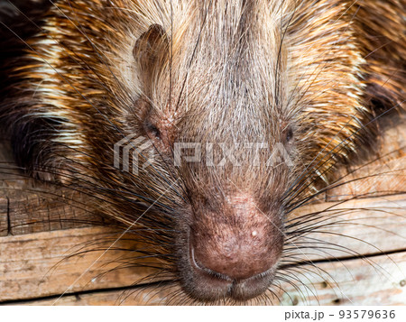 ヤマアラシのお昼寝タイム 93579636