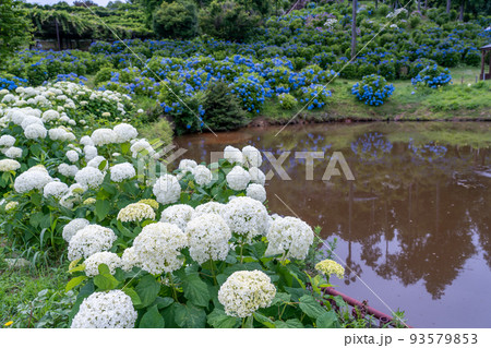 三重県津市　アナベルという名の真っ白な紫陽花や青い紫陽花が咲くかざはやの里の池の周り 93579853