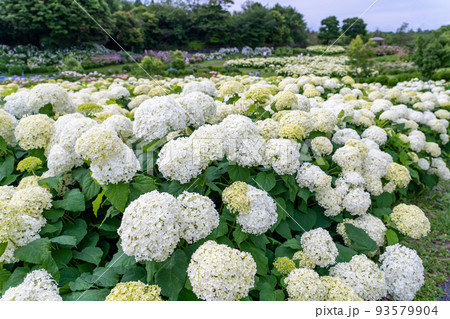 三重県津市　アナベルという名の真っ白な紫陽花が一面に咲くかざはやの里 93579904