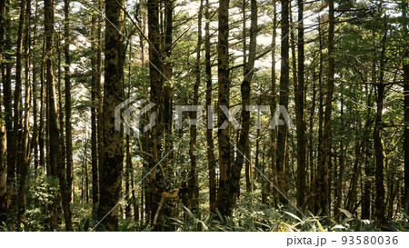 登山途中の杉と檜の林 93580036