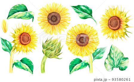 Sunflower. Set of individual flowers.Watercolor vintage illustration. Isolated on a white background 93580261