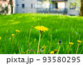 日向で咲くたんぽぽ 93580295