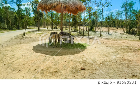 Safari park on Phu Quoc Island. Safari park on Phu Quoc Island. 93580531